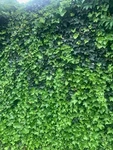 English Ivy Green Wall Art Canvas Print. Fixed Price $58.00.