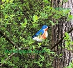 Hand Painted Metal Garden Yard Art Sculpture Songbird Decor. Fixed Price $22.70.