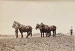 Antique 1890S Victorian Photograph Horse-drawn Ploughing Scene, London Area. Fixed Price $33.67.