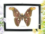 Atlas Moth With - Beautiful Real Taxidermy Butterfly In Display Case. Fixed Price $62.30.