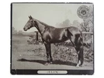 C. 1890S American Trotter Horse Card J & P Coats Racing 2ND Series Alix. Fixed Price $37.50.