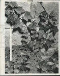 1962 Press Photo English Ivy Climbs On Wall In New Orleans - NOC18926. Fixed Price $24.99.