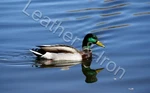 Mallard Duck Design Vinyl Checkbook Cover. Fixed Price $8.75.