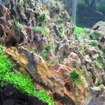 Dragon (ohko Stone) / Planted Aquarium Decoration Hardscape 10 Lbs Box. Fixed Price $34.99.