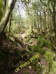 Photo 12X8 Great Lambsquay Wood COLEFORD/SO5710 Puzzle Path And Step C2015. Fixed Price $8.18.