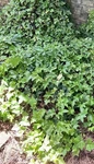 10 English Ivy Aerial Roots Live Plants,ground Cover,living Wall,pot,patio,fast. Fixed Price $15.00.