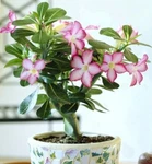 Houseplant Adenium Desert Rose 15-17" Tall Indoor Obesum Pink Flowers. Fixed Price $169.95.