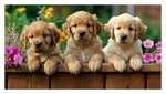 Dog Design Checkbook Cover With 50 Page Transaction Register Bank. Fixed Price $10.49.