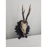 Antique 1900S Black Forest Roe Deer Antler Wall Mount Large 17IN Hand Carved. Fixed Price $195.00.