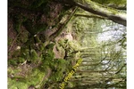 Photo A3 Great Lambsquay Wood COLEFORD/SO5710 Puzzle Path And Step C2015. Fixed Price $23.85.